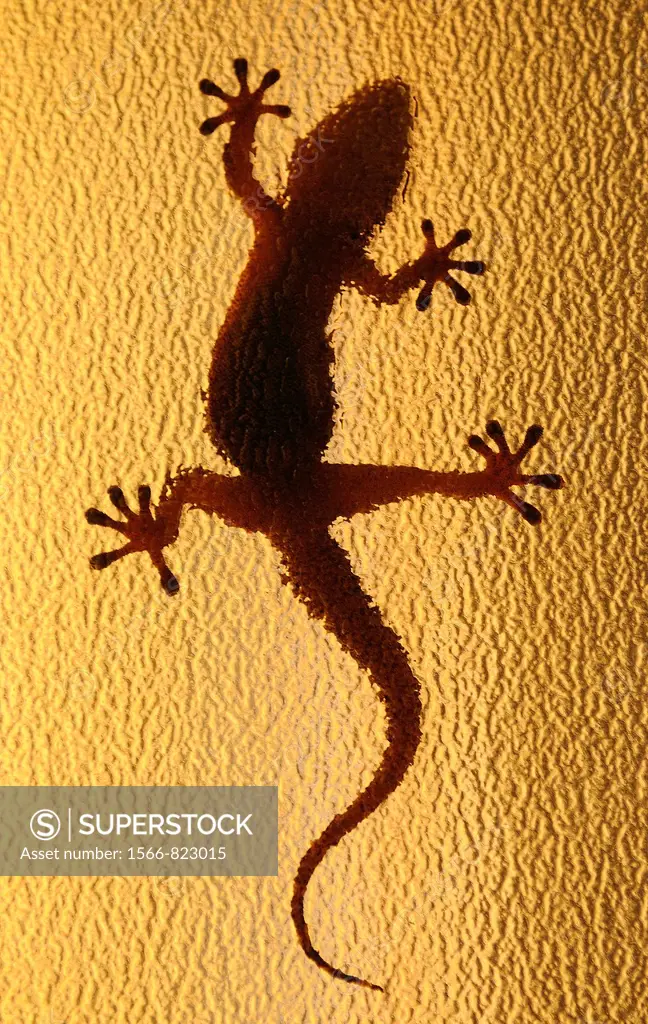 Moorish Gecko. Tarentola mauritanica. Badajoz. Extremadura. Spain