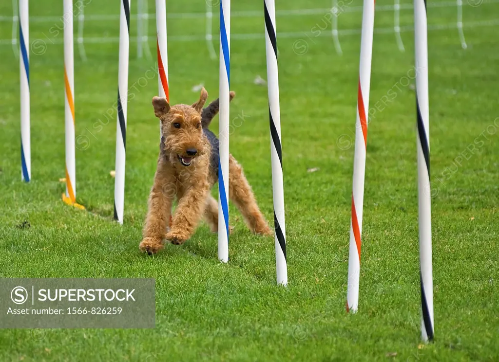 This airedale terrier dog is running in a dog show, through an obsticle course, weaving through poles  Taken on Sept  16, 2010 in Oak Harbor, Washingt...