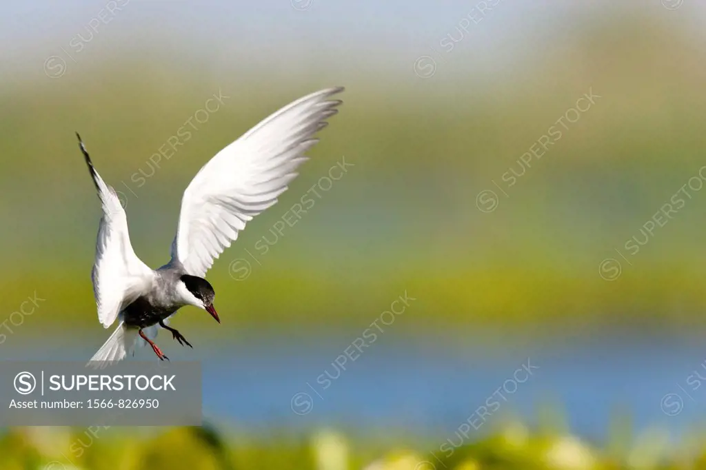 Whiskered Tern or Marsh Tern chlidonias hybridus overing above nest in colony in the Danube Delta Europe, Eastern Europe, Romania, Danube Delta
