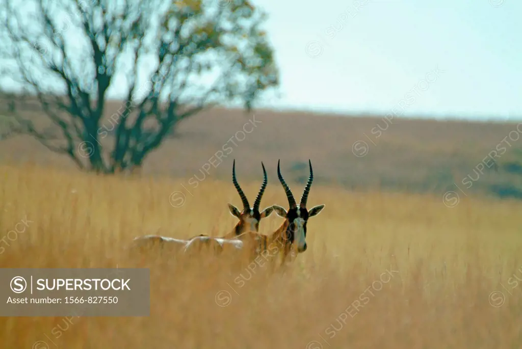 Blesboks. Reddish brown colour, pale rown buttock patch and white blaze on face Found on the plains of South Africa Free State