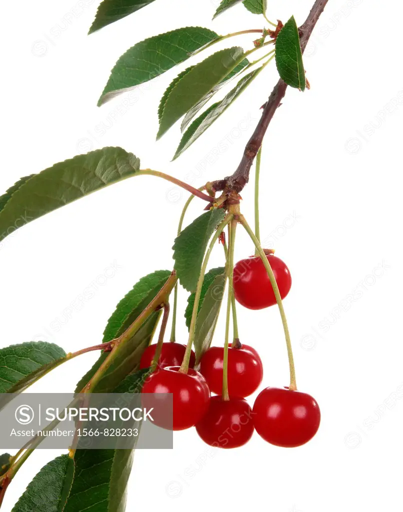 Beautiful Fresh Sour Cherries on Branch isolated on white background