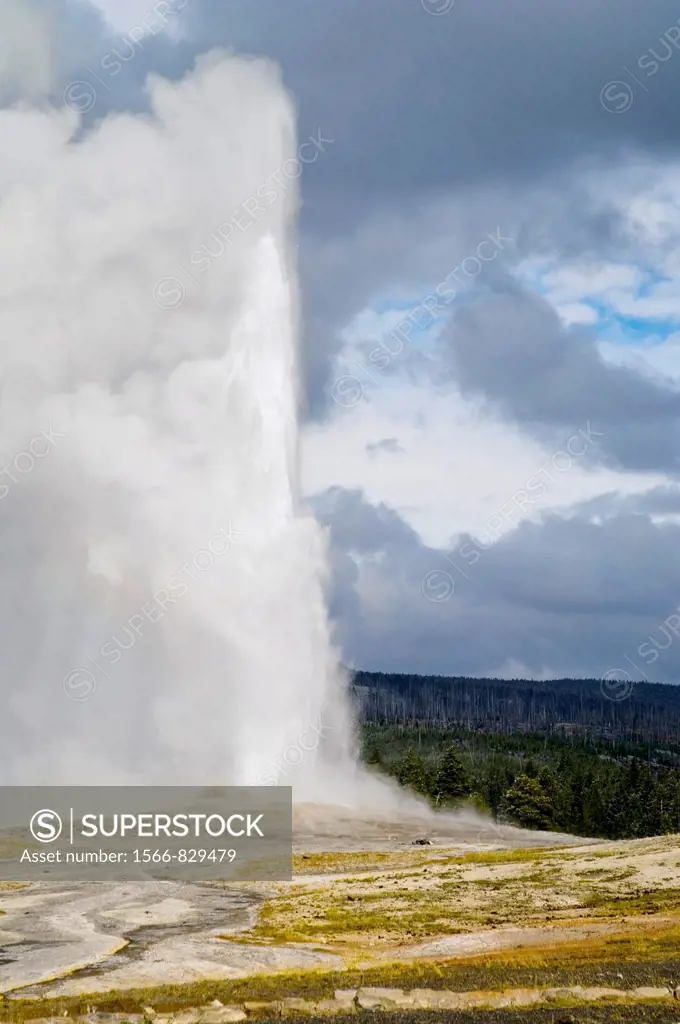 Eruption of geothermal steam and water venting out of Old Faithful Geyser, Upper Geyser Basin, Yellowstone National Park, Wyoming