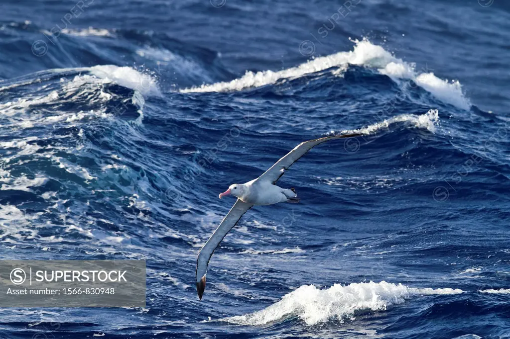 Young wandering albatross Diomedea exulans on the wing in the Drake Passage between the tip of South America and the Antarctic Peninsula, Southern Oce...