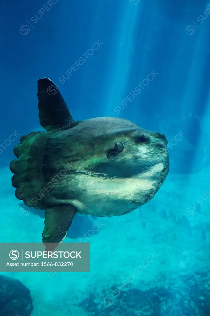 Sunfish, mola mola, Adult