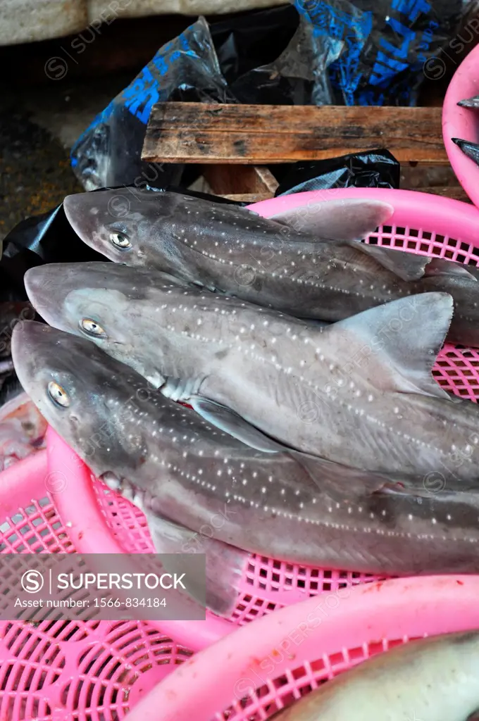 Busan (South Korea): little sharks sold at the Sindonga-Jagalchi Market
