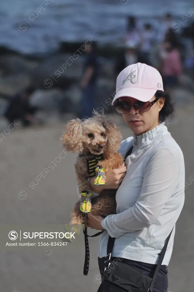 Busan (South Korea): poodle with shoes at Haeundae Beach