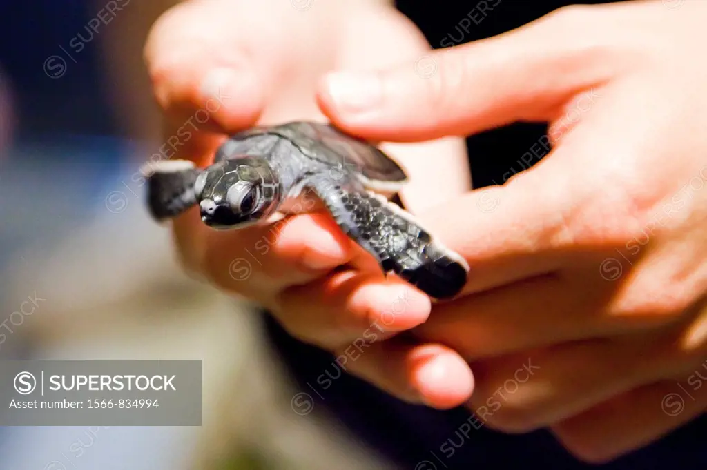 Guests from the Lindblad Expeditions ship National Geographic Explorer holding a green sea turtle Chelonia mydas hatchling at night on Long Beach on A...