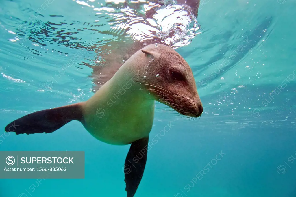 Young Galapagos sea lion Zalophus wollebaeki underwater in the Galapagos Island Archipelago, Ecuador  MORE INFO The population of this sea lion fluctu...