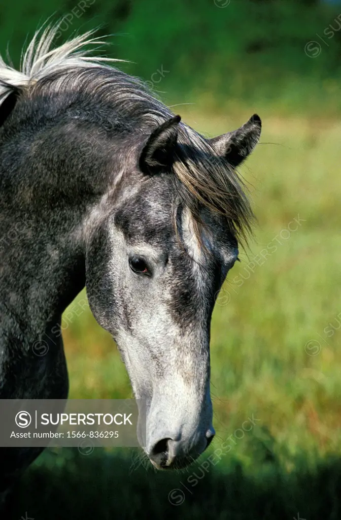 Lipizzan Horse, Portrait of Adult