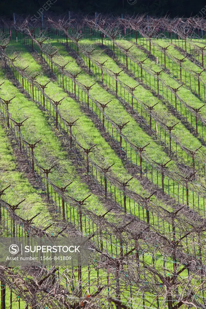 USA, California, Northern California, Napa Valley Wine Country, Calistoga, vineyards in winter