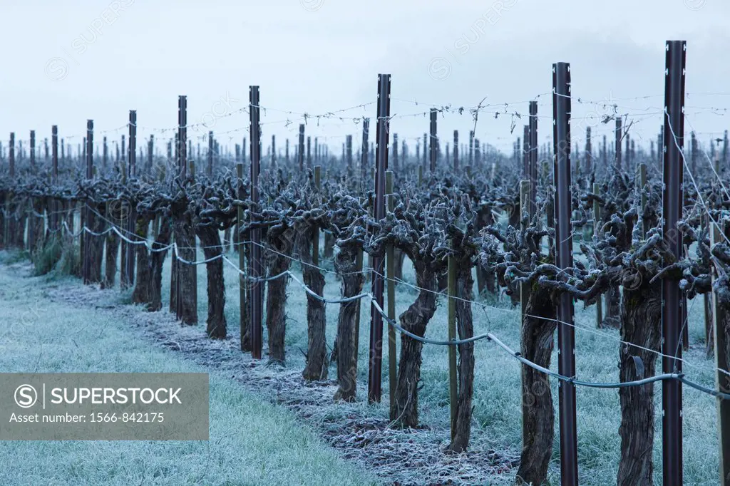 USA, California, Northern California, North Coast, Ukiah, vineyard in winter, foggy dawn