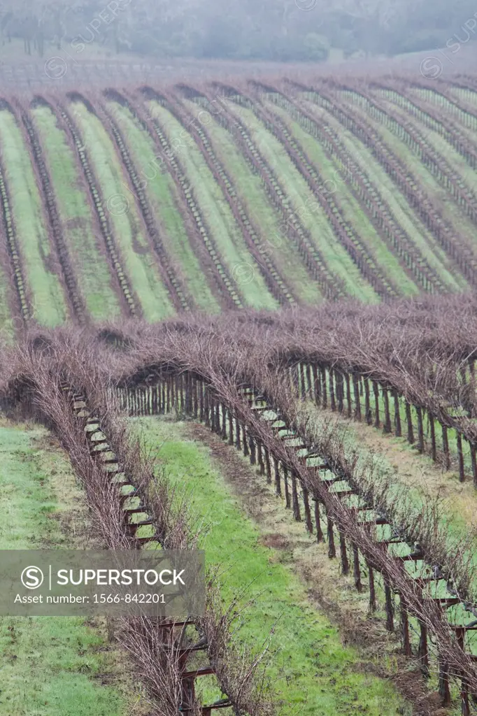 USA, California, Northern California, Russian River Wine Country, Asti, vineyard in winter