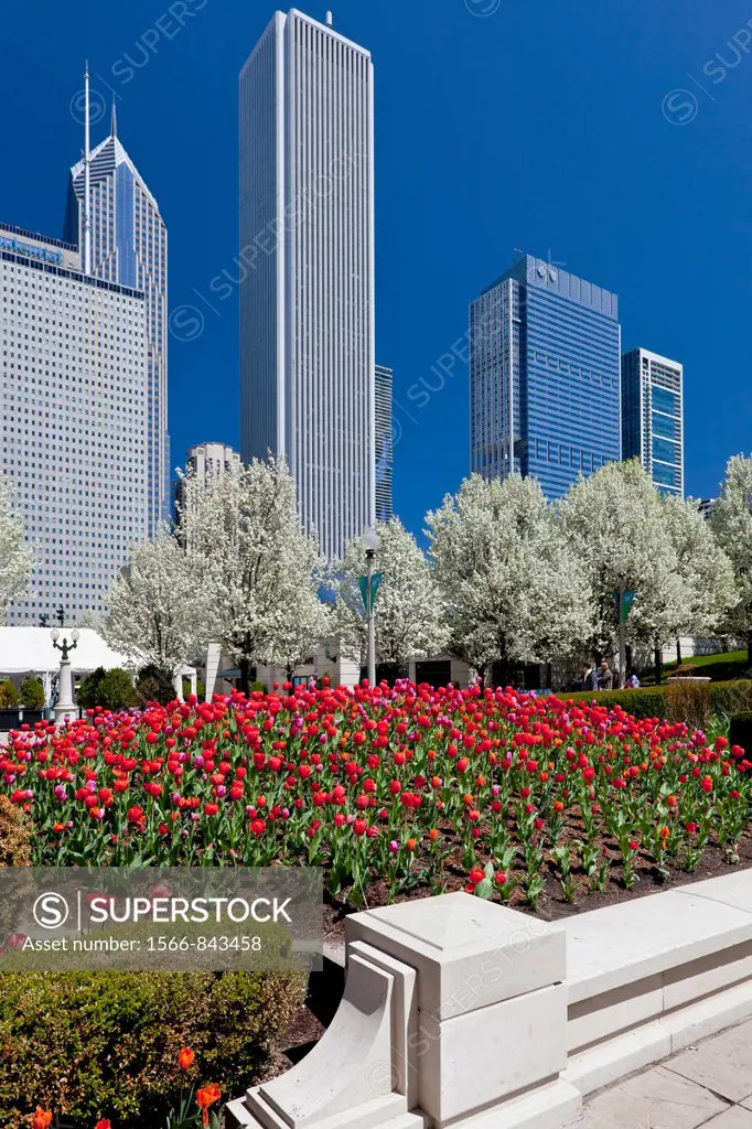 Spring tulip beds with city skyline buildings in Millenium Park in downtown Chicago, Illinois, USA