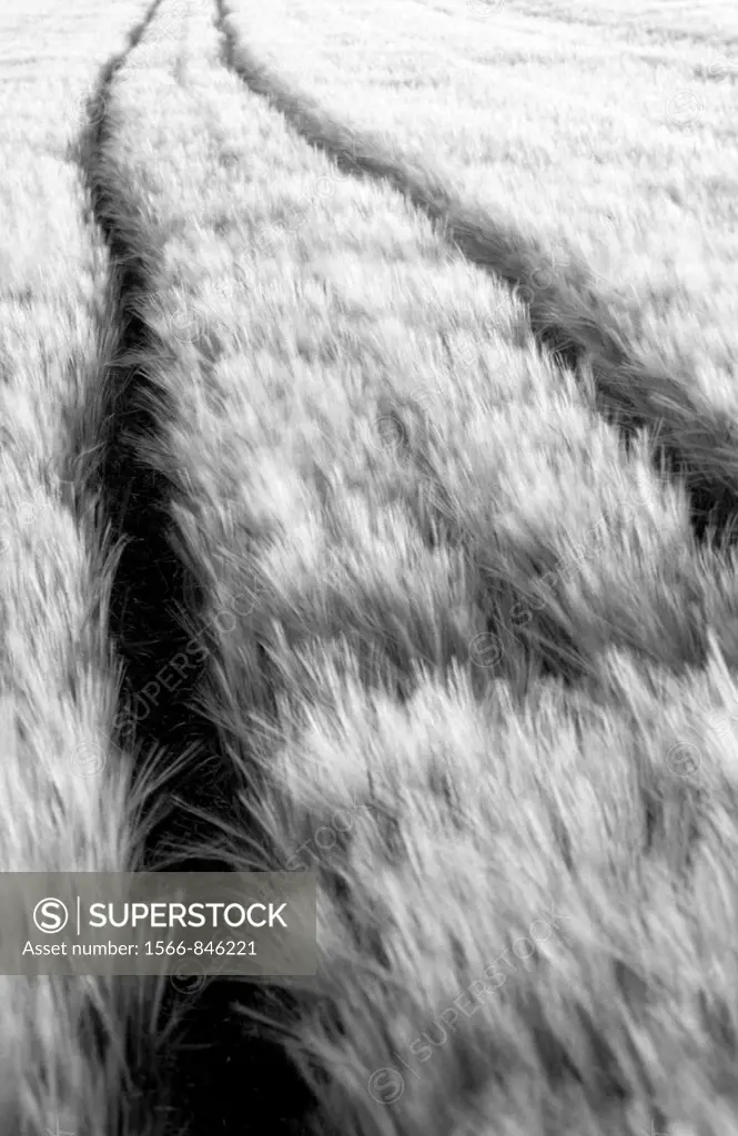 Tractor tracks in a nearly mature corn field