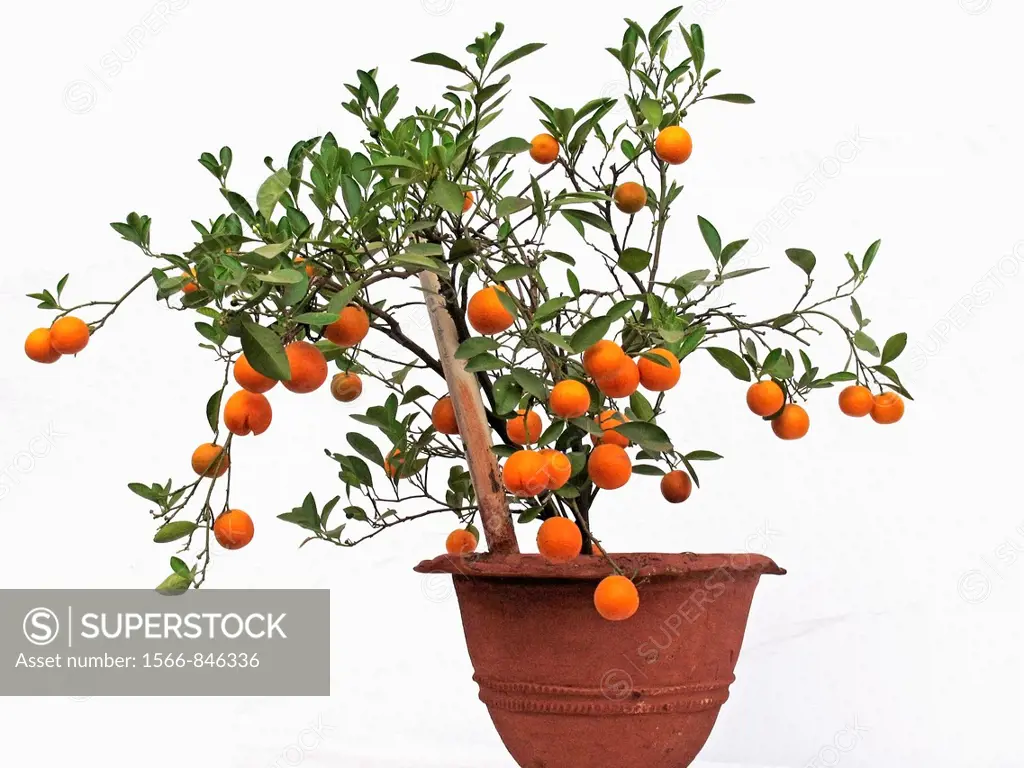Bonsai plant of Orange fruits, Sour orange, Seville orange