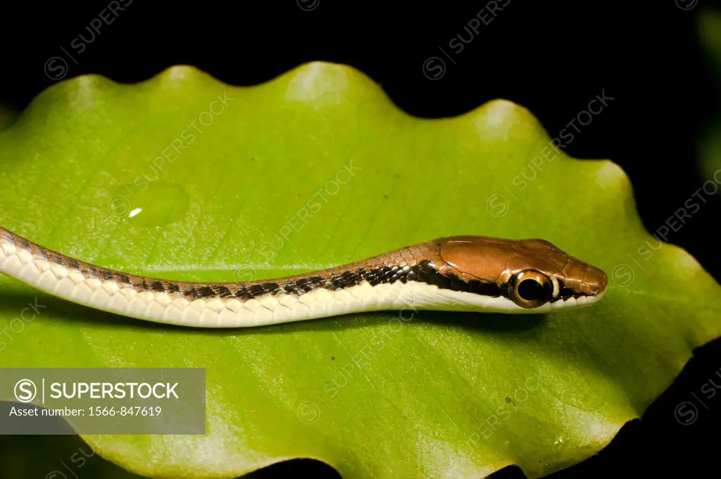Malayan or Big-eye Whip Snake