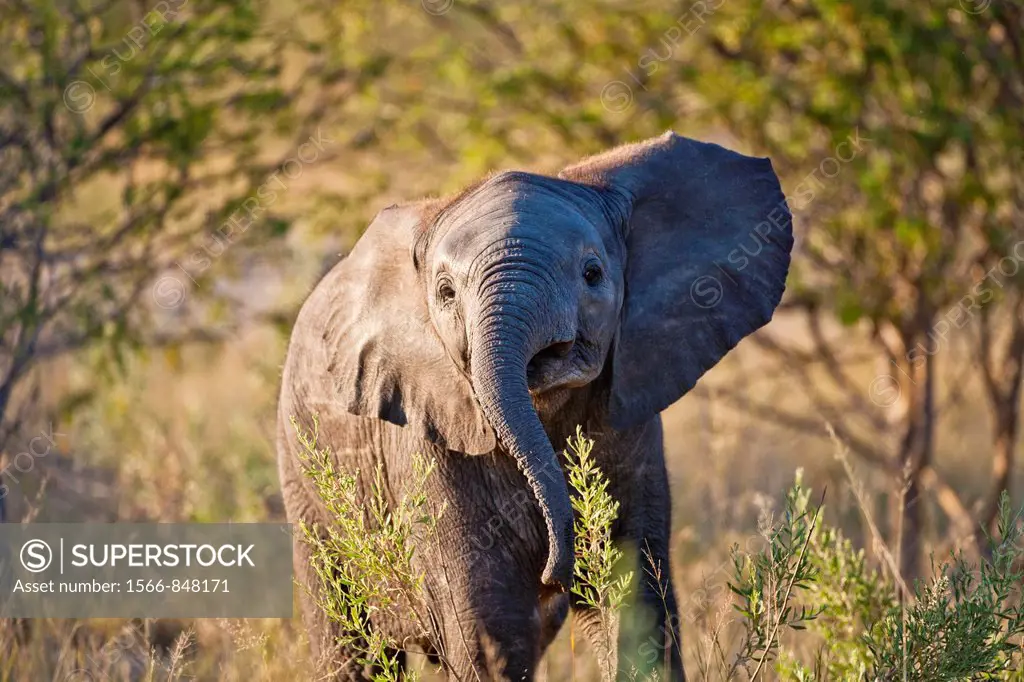 A baby elephant (Loxodonta africana) in the Okavango Delta, Botswana, Africa