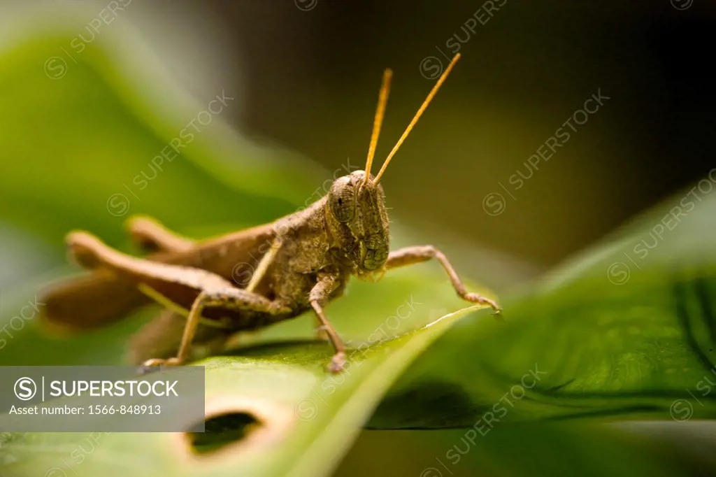 Grasshopper on leaf in the rain forest of the Osa Peninsula, Costa Rica