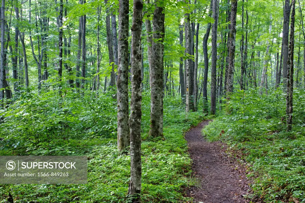 Hardwood forest along the Osseo Trail in Lincoln, New Hampshire USA. This area was part of Camp 8 along the old East Branch & Lincoln Railroad, which ...