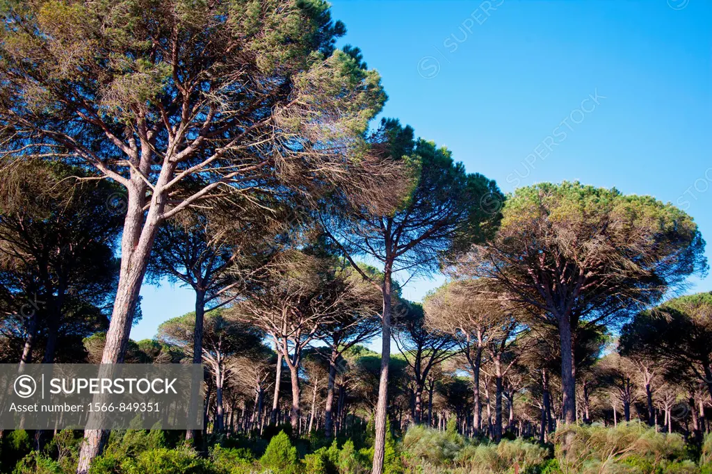 Forest in Cadiz, Spain.