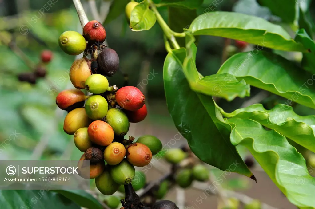 fruits, called ´cherries´ or drupes, of Coffea tree National Conservatory and Botanical Garden of Mascarin Saint-Leu Reunion island, overseas departem...