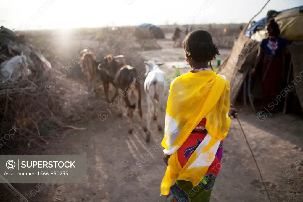 Ethiopian nomads with their cattle