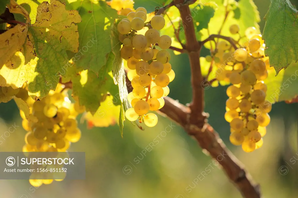 The bunch of grapes in the evening sun on the foothills of Male Karpaty, Slovakia