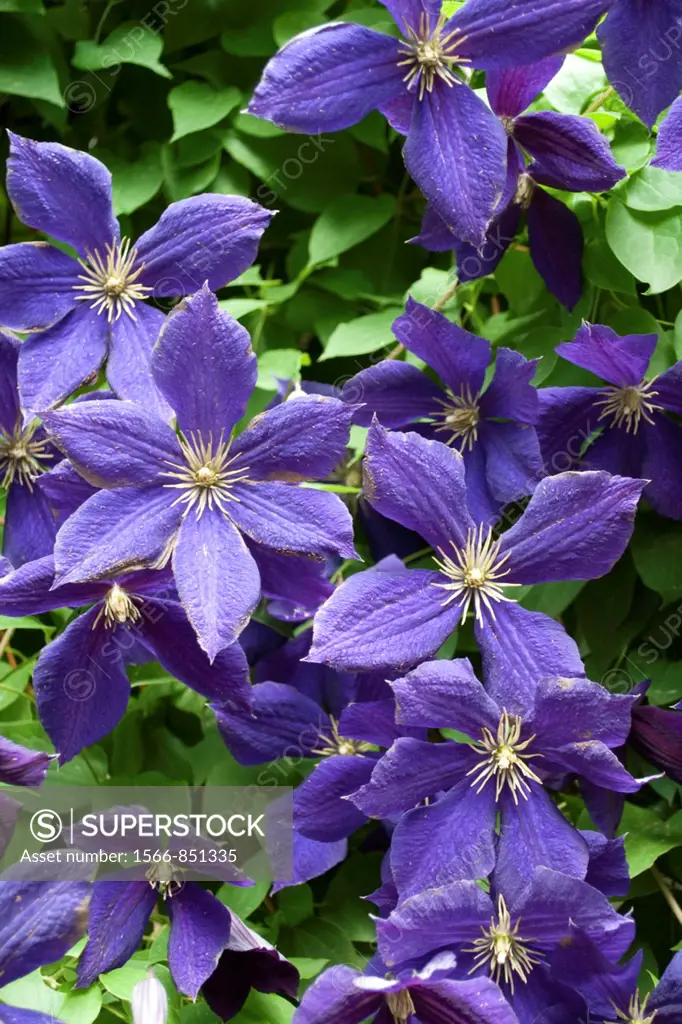 The Clematis Jackmanii in full bloom