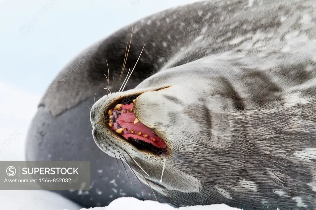 Adult Weddell Seal Leptonychotes weddellii hauled out on ice near the Antarctic Peninsula, Southern Ocean  MORE INFO This is the most southerly breedi...