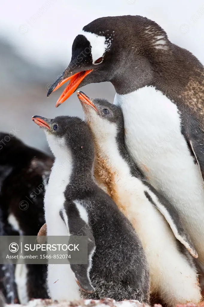 Gentoo penguin Pygoscelis papua adult with chicks at breeding colony on Booth Island, Antarctica, Southern Ocean  MORE INFO The gentoo penguin is the ...