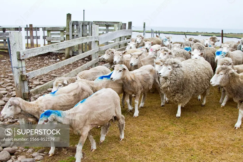 A tour of Long Island Farm outside Stanley in the Falkland Islands, South Atlantic Ocean  MORE INFO Owners Neil and Glenda Watson open their 20,000 ac...