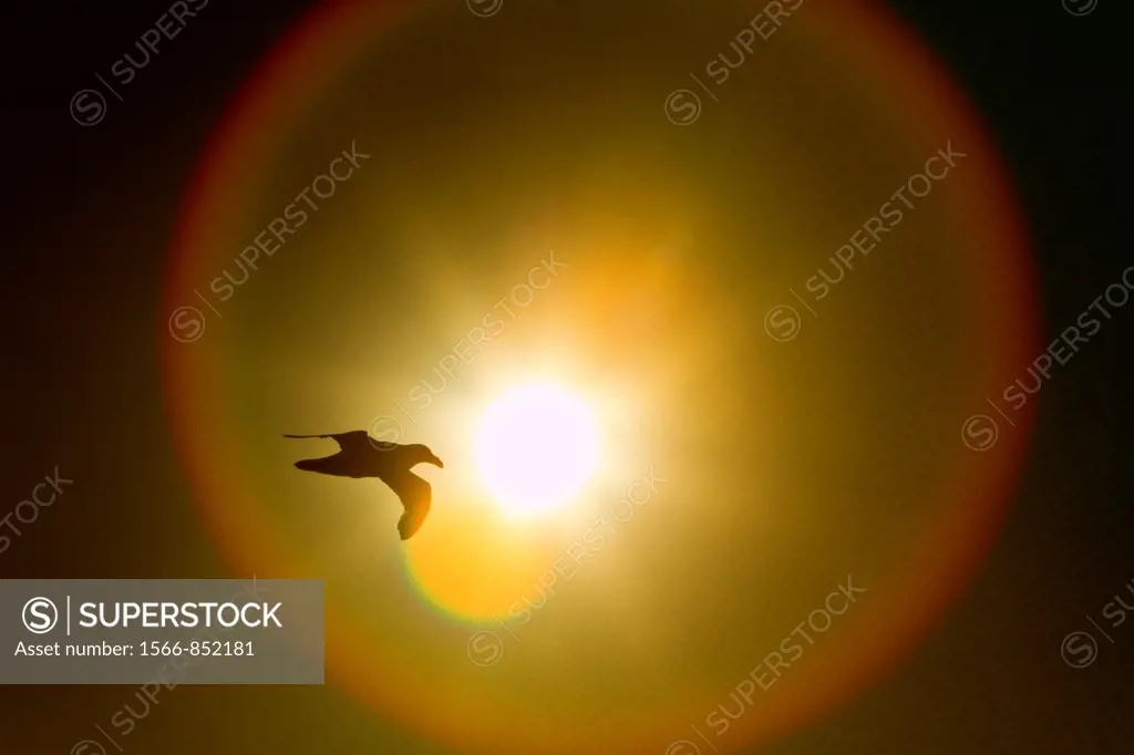 Southern giant petrel Macronectes giganteus in flight against the sun near South Georgia, Southern Ocean  MORE INFO Macronectes comes from the Greek w...