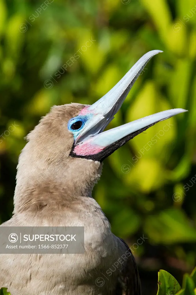 Adult red-footed booby Sula sula in the Galapagos Island Archipelago, Ecuador  MORE INFO Red-footed boobies are the smallest of all boobies  In the Ga...