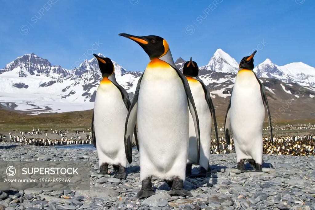 King penguin Aptenodytes patagonicus breeding and nesting colony on South Georgia Island, Southern Ocean  MORE INFO The king penguin is the second lar...