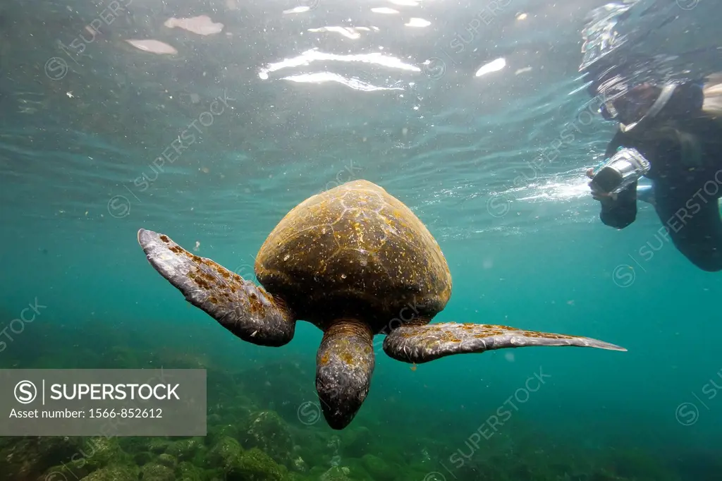 Adult green sea turtle Chelonia mydas agassizii underwater off the west side of Isabela Island in the Galapagos Island Archipelago, Ecuador  MORE INFO...