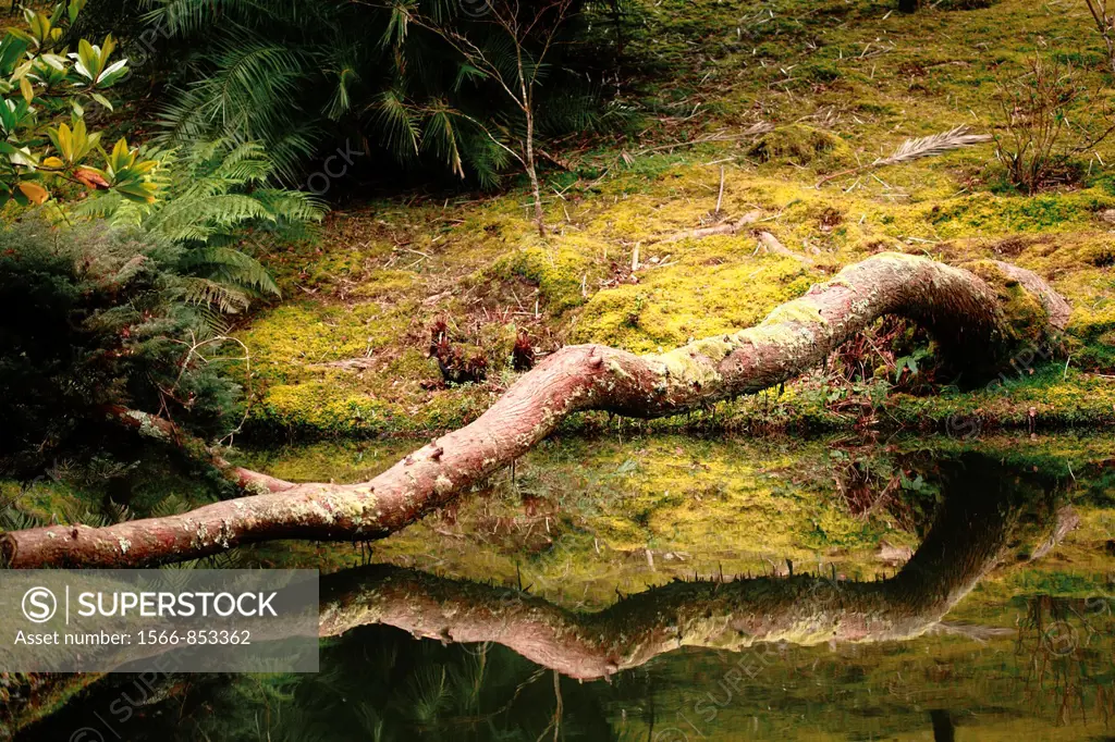 A log reflected on the surface of a pond in Terra Nostra Park Parque Terra Nostra  Furnas, Sao Miguel island, Azores, Portugal