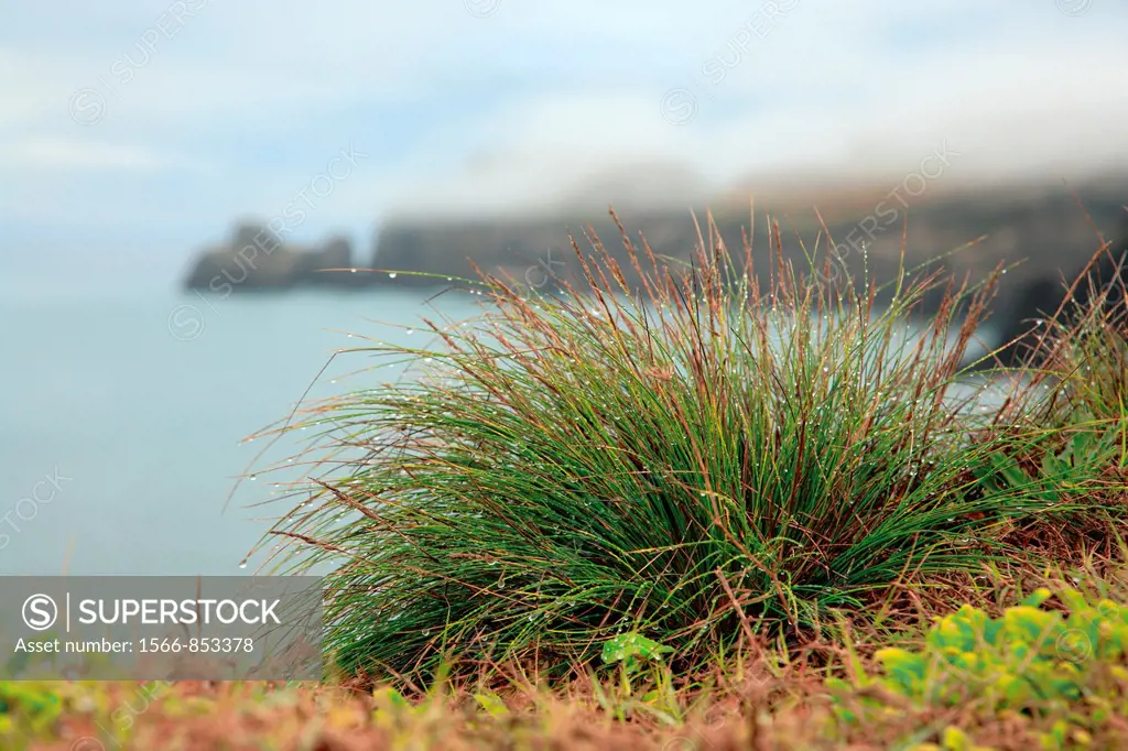 Azores islands endemic flora: Festuca petraea Guthnick  Portuguese name is ´bracel-da-rocha´ or ´braceu´