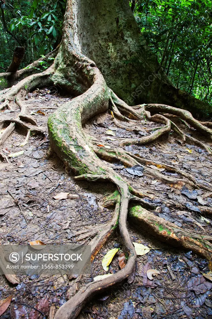 Roots of a Giant Tree
