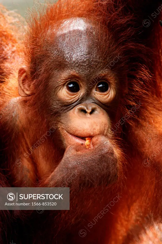Orangutans. Semengoh Wildlife Centre, Sarawak, Malaysia.