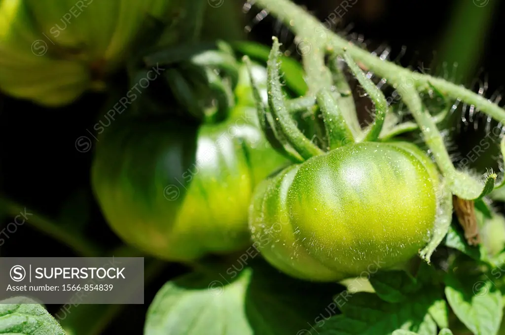 Green tomatoes hanging from the tree with the blurred background