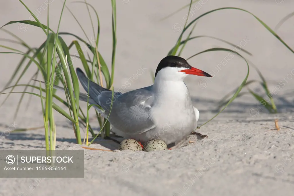 Common Tern (Sterna hirundo) sitting on its nest and eggs, Nickerson Beach, Lido Beach, New York