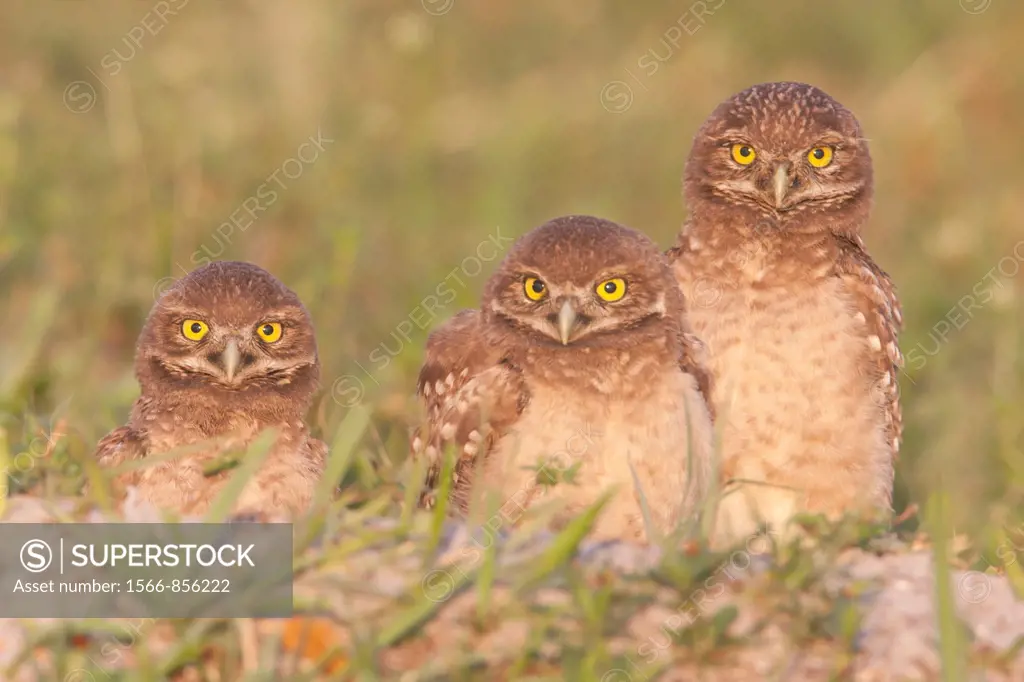 Three Burrowing Owls Athene cunicularia fledglings standing near the entrance to their burrow in Cape Coral, Florida, USA