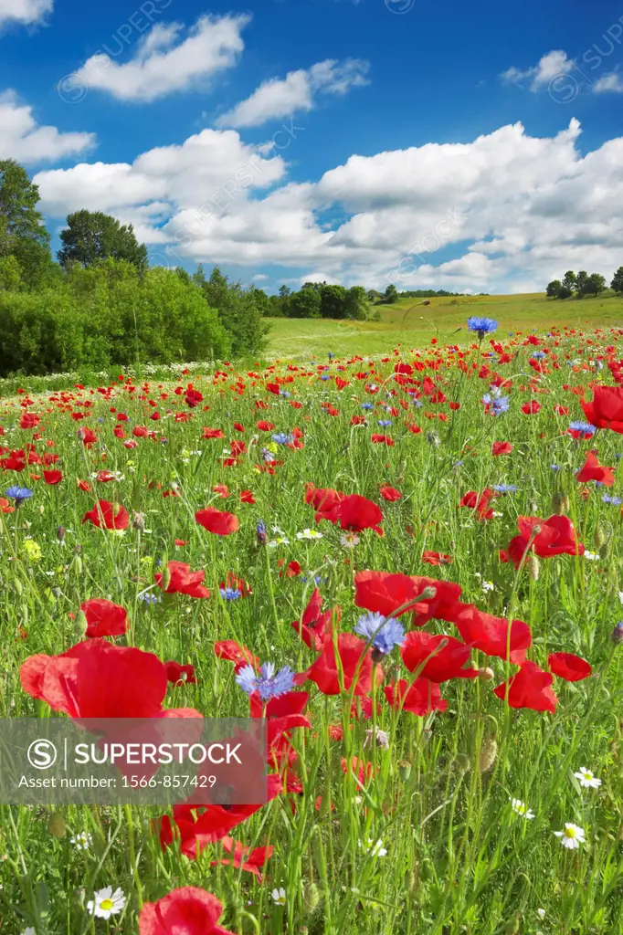 Meadow with blooming poppies near Slupsk, Poland, Europe