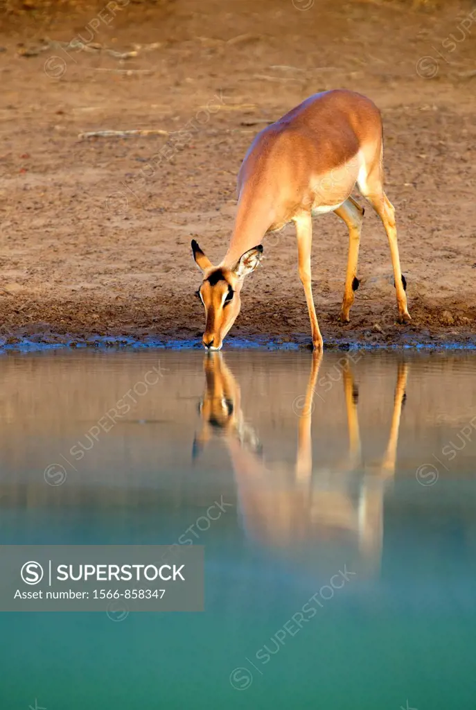 Impala Aepyceros melampus, in the waterhole, Kruger National Park, South Africa