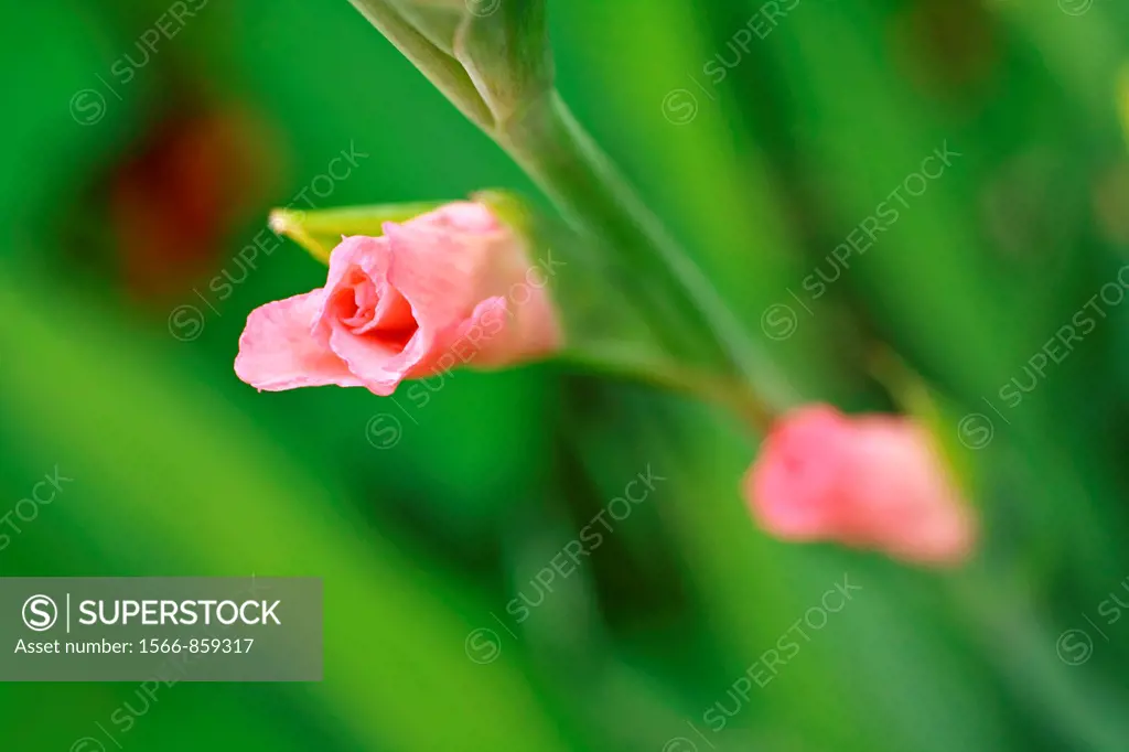 Gladiola buds close up, shallow depth of field