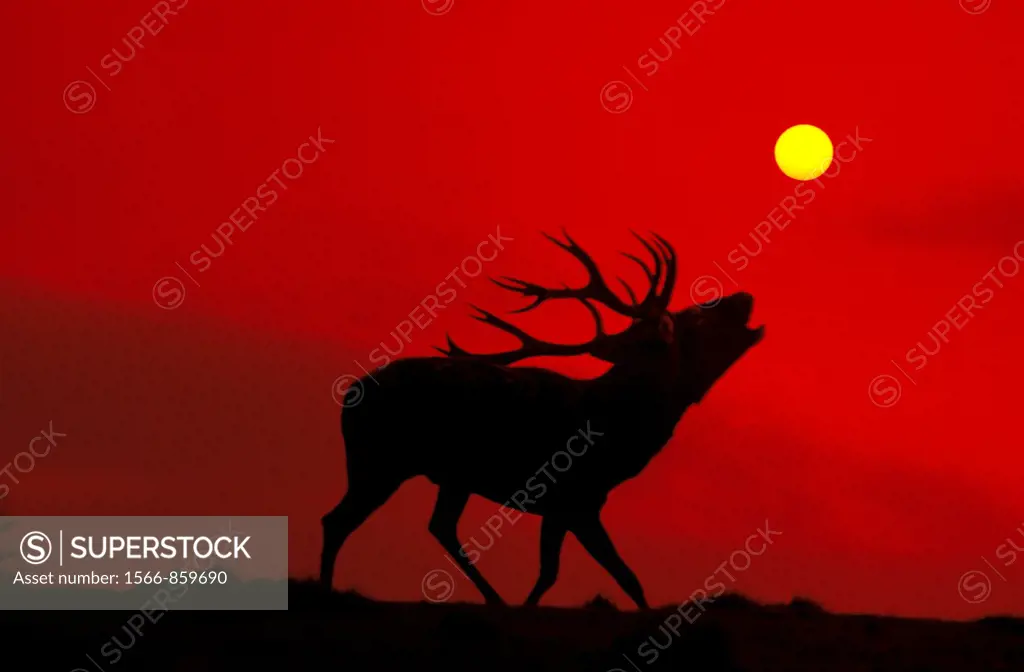 Red Deer, cervus elaphus, Male Roaring at Sunset