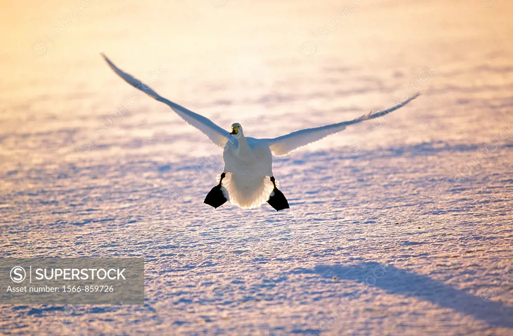 Whooper Swan, cygnus cygnus, Adult in Flight on Frozen Lake, Landing, Hokkaido Island in Japan