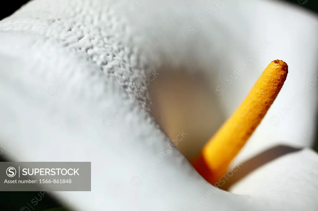 Close up of a white Arum lily  Family: Araceae, Genus: Zantedeschia, Species: Z  Aethiopica  South Africa