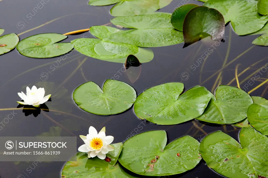 Water lilies in Aros Park near Tobermory, Isle of Mull, Argyll and Bute, Scotland
