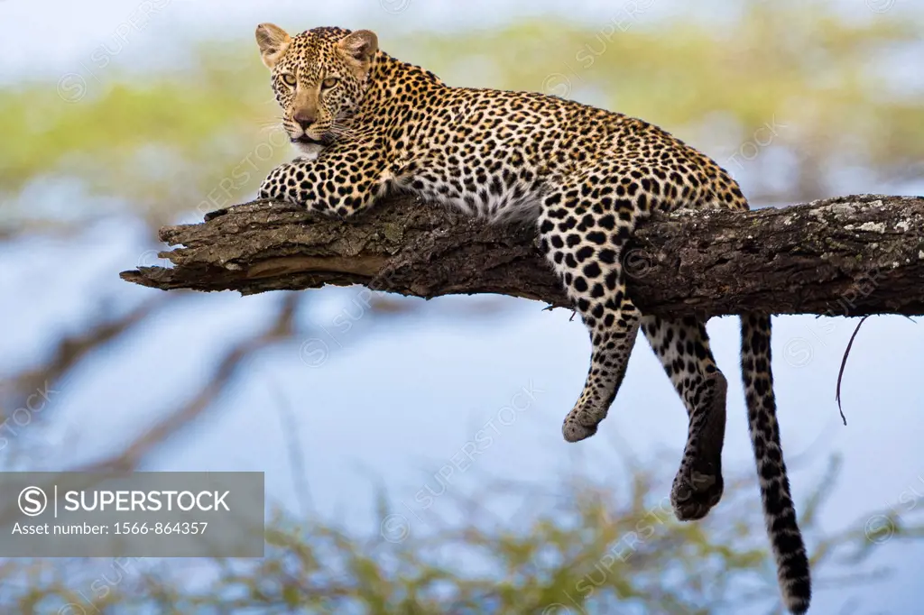 Leopard (Panthera pardus) resting on tree in the Serengeti National Park, Tanzania, Africa